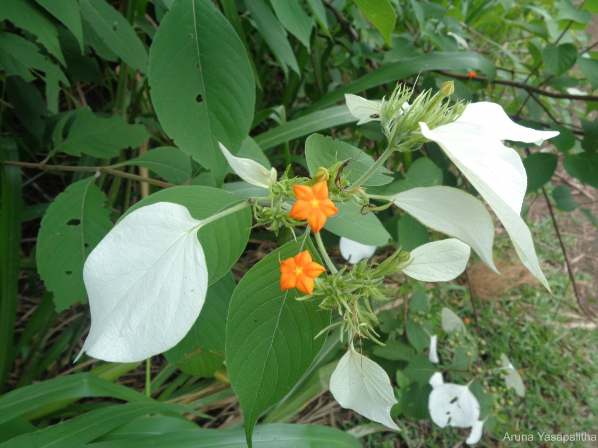 Mussaenda frondosa L.